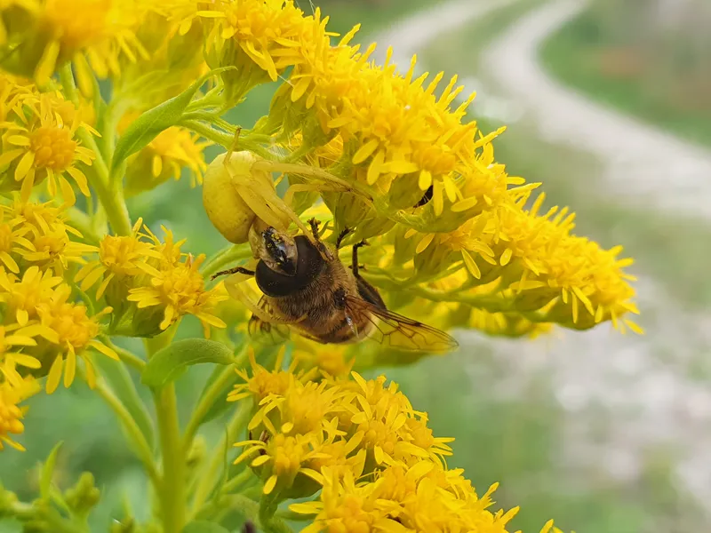 Krabbenspinne erbeutet Schwebefliege. Eines von vielen Erlebnisse bei Naturführungen mit NaWa.guide.